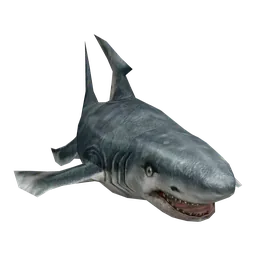 Great White Shark