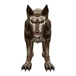 Wolf